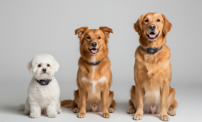 Noctis™ Smart-Sense Bark Silencer